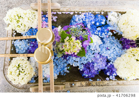 栃木 今宮神社 紫陽花 栃木 今宮神社 紫陽花 41706298