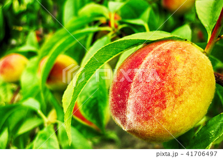 peach as nice fruit peach as nice fruit 41706497