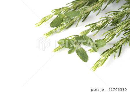 ローズマリー ミント ローズマリー ミント 41706550