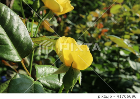 バラ バラ 41706696