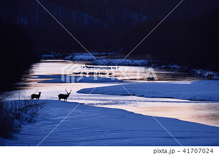 丹頂の塒に現れたエゾシカの群れ（北海道） 41707024