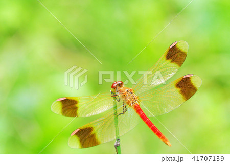 ミヤマアカネ(オス) ミヤマアカネ(オス) 41707139