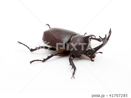 カブトムシ 41707285