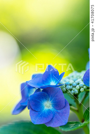 初夏の日差しとロットケルヘン 41708075