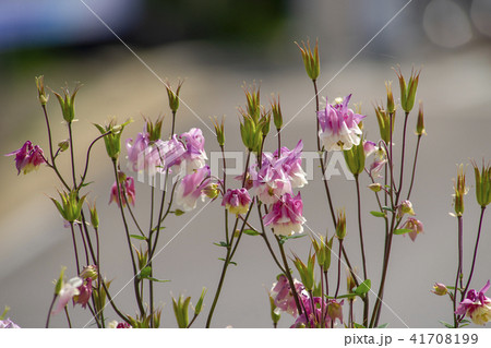 花 植物 オダマキの花 41708199