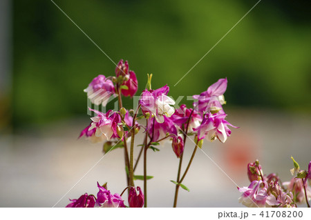花 植物 オダマキの花 41708200