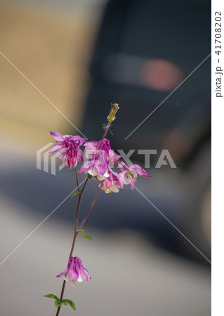 花 植物 オダマキの花 41708202