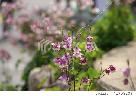 花 植物 オダマキの花 41708203