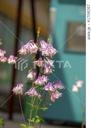 花 植物 オダマキの花 41708207