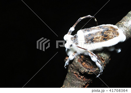ボーベリア菌に侵されたナガゴマフカミキリ ボーベリア菌に侵されたナガゴマフカミキリ 41708364