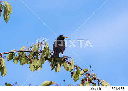 Blackbird on a cherry branch Blackbird on a cherry branch 41708483