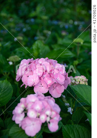 ピンクキャンディ 41709026