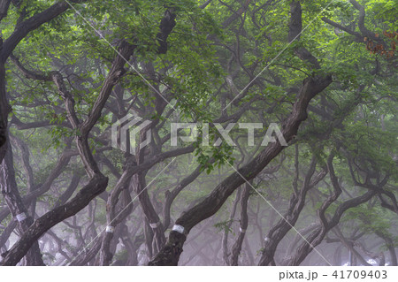 風景 自然 韓国 41709403