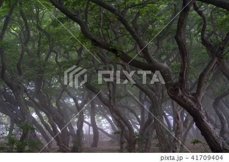 風景 霧 自然 41709404