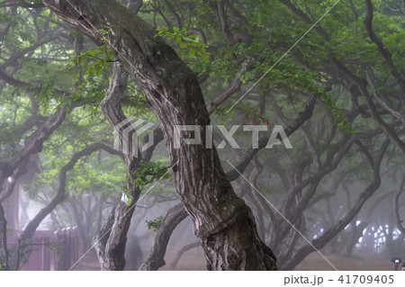 風景 霧 自然 41709405