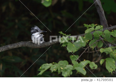 夏のヤマセミ 夏のヤマセミ 41709501
