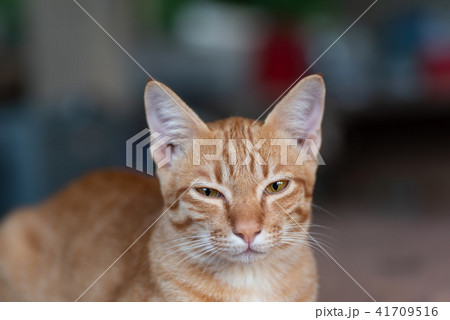 Ginger cat looking at camera, cute pet Ginger cat looking at camera, cute pet 41709516