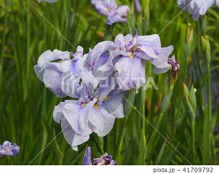 菖蒲 ショウブ 菖蒲 ショウブ 41709792