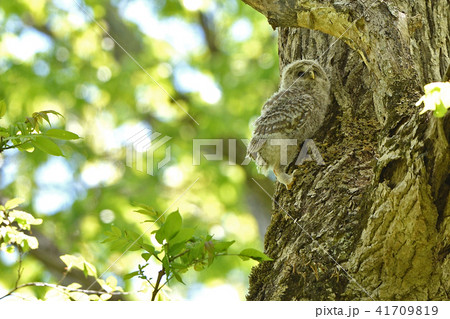 エゾフクロウの子供 41709819