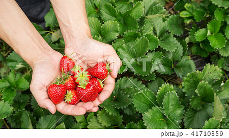 Men pick a red strawberry fruit. 41710359