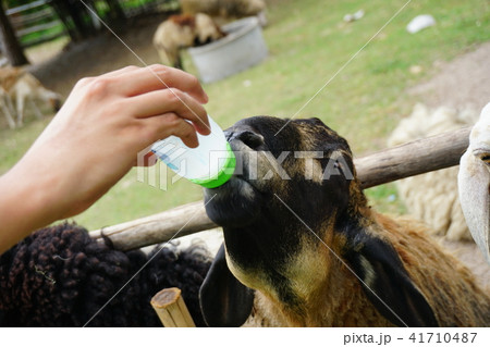 feeding baby goat with goat milk in farm feeding baby goat with goat milk in farm 41710487