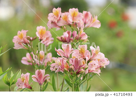初夏の花　アルストロメリア  41710493