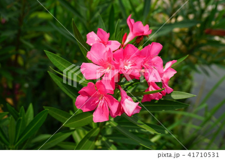 pink Waterkanon, Watrakanu, Iron root, close up pink Waterkanon, Watrakanu, Iron root, close up 41710531