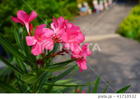 pink Waterkanon, Watrakanu, Iron root, close up pink Waterkanon, Watrakanu, Iron root, close up 41710532