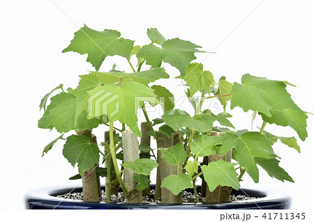 酔芙蓉　挿し木の若葉 （ fix撮影 ） 41711345