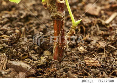 Fig Tree Panache with fruits in pot on white Fig Tree Panache with fruits in pot on white 41712380