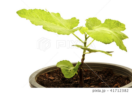 Fig Tree Panache with fruits in pot on white Fig Tree Panache with fruits in pot on white 41712382