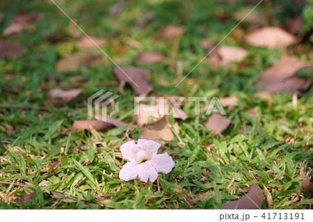 タイの桜、モモイロノウゼン、キダチベニウゼン、ピンクテコマ、チョンプー・パンティップの花びら タイの桜、モモイロノウゼン、キダチベニウゼン、ピンクテコマ、チョンプー・パンティップの花びら 41713191