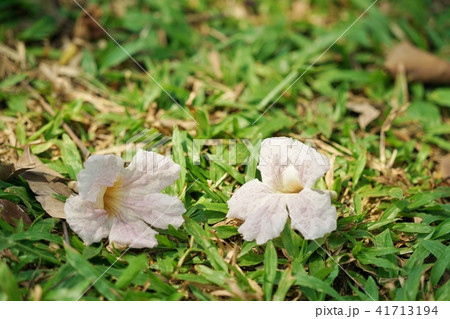 タイの桜、モモイロノウゼン、キダチベニウゼン、ピンクテコマ、チョンプー・パンティップの花びら 41713194