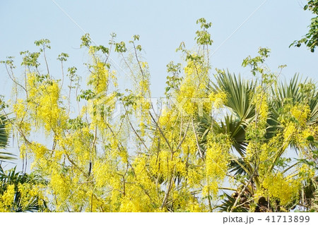 タイ王国の国花「ゴールデンシャワー／Golden Shower」 41713899