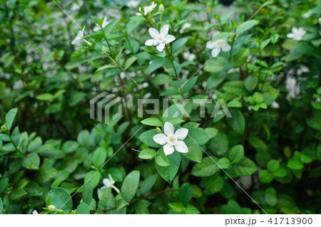 白い花 白色の花 白花 道端の花 White Flower の写真素材