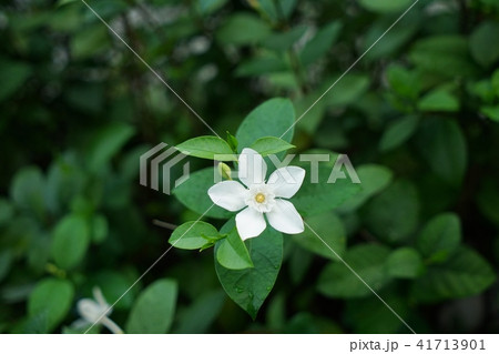 白い花、白色の花、白花、道端の花（White Flower） 41713901