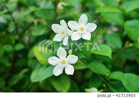 白い花 白色の花 白花 道端の花 White Flower の写真素材