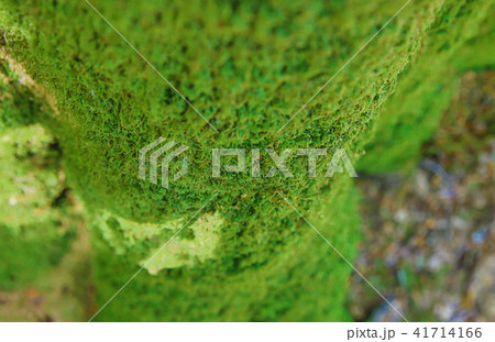 tree trunk moss green texture focus center tree trunk moss green texture focus center 41714166