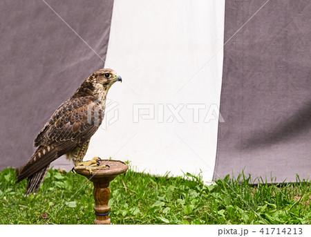 peregrine falcon, large predatory bird on a wooden peregrine falcon, large predatory bird on a wooden 41714213