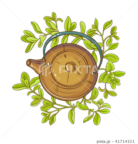 marjoram tea illustration 41714321