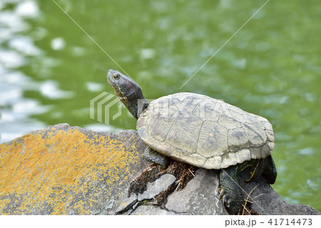 亀 41714473