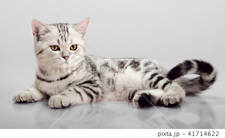 kitten scottish fold kitten scottish fold 41714622