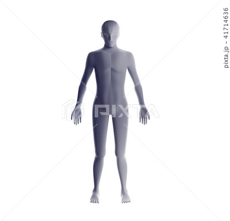 Anatomy of male muscular system. Grey human Anatomy of male muscular system. Grey human 41714636
