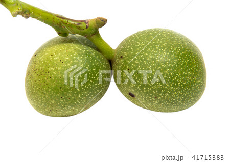 Green walnut yaoung fruits ripening on the tree 41715383
