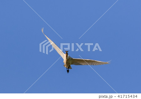 Common Spoonbill in flight Common Spoonbill in flight 41715434