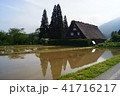 水田に合掌造りの家が上下に映る 水田に合掌造りの家が上下に映る 41716217