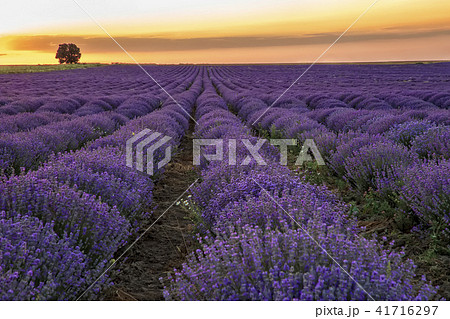 blooming lavender field 41716297