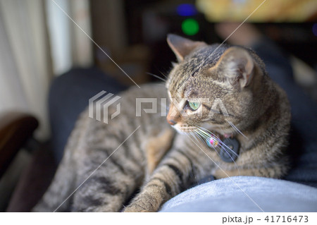 キジトラ猫 キジトラ猫 41716473