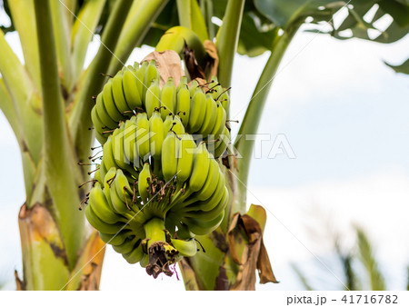 green banana big branch row of parallel fruits 41716782