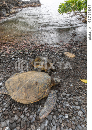 Green Sea Turtles 41716842